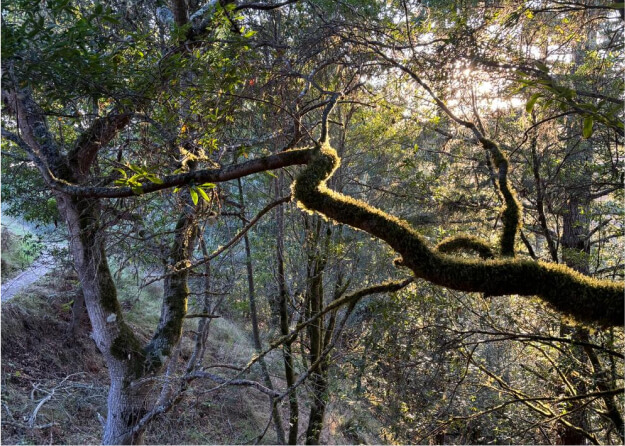 A mossy tree branch surrounded by vibrant foliage, showcasing the beauty of nature in a tranquil forest environment. Picture taken by Sonia Gayosso